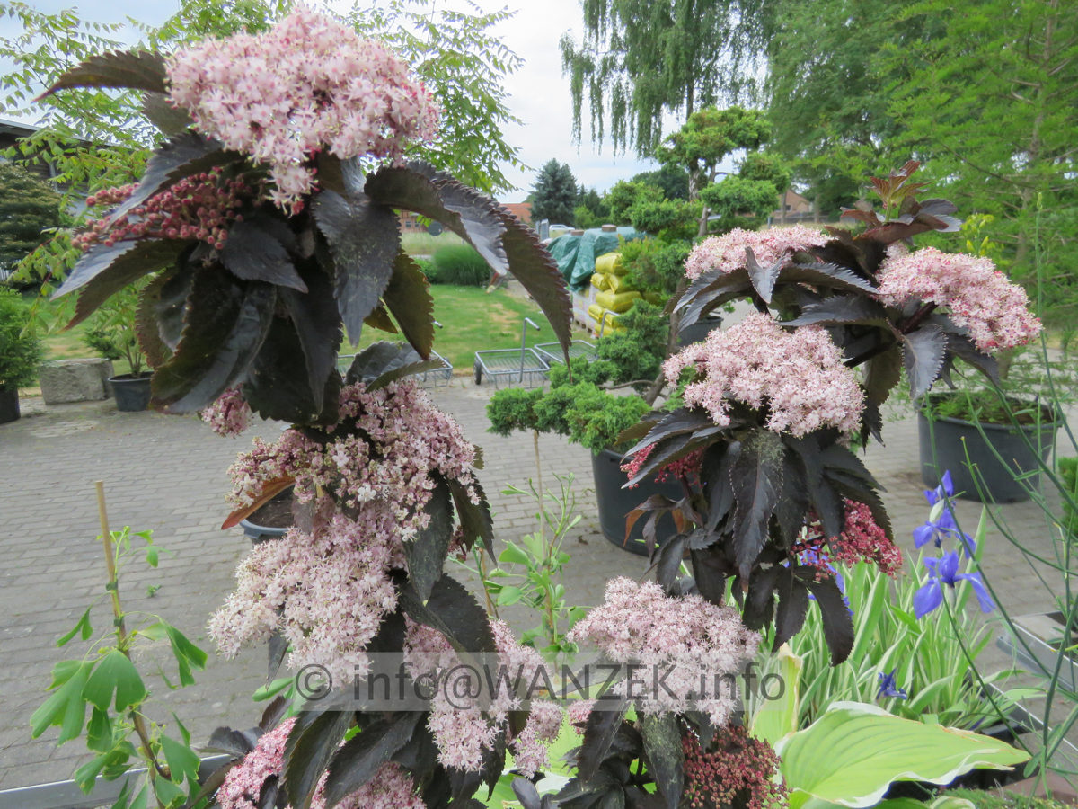 Sambucus nigra Black Tower 02 bluehend.JPG